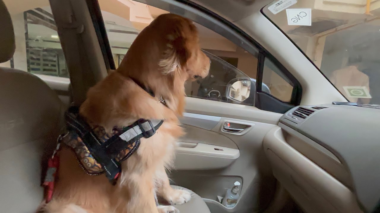 Joey ko apne ghar ka rasta pata hai#dog#vlog