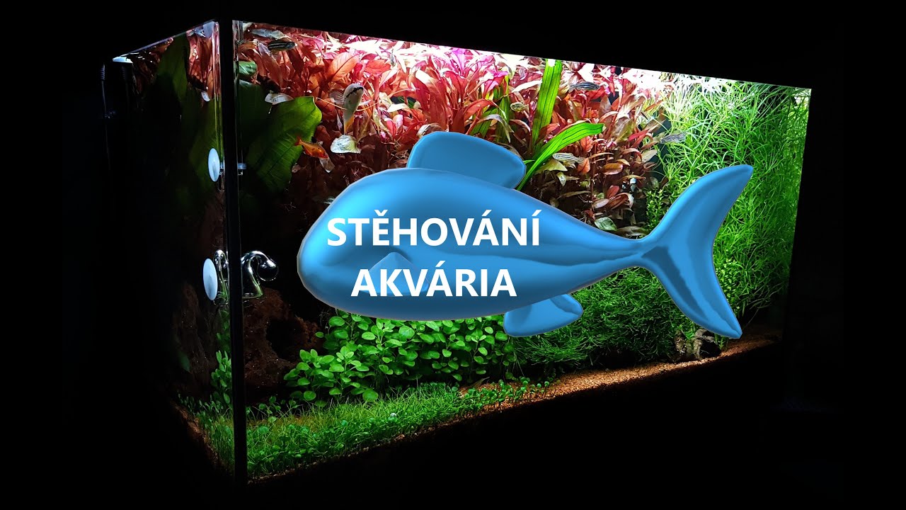 AKVARISTA ZAČÁTEČNÍK 13. - Stěhování akvária