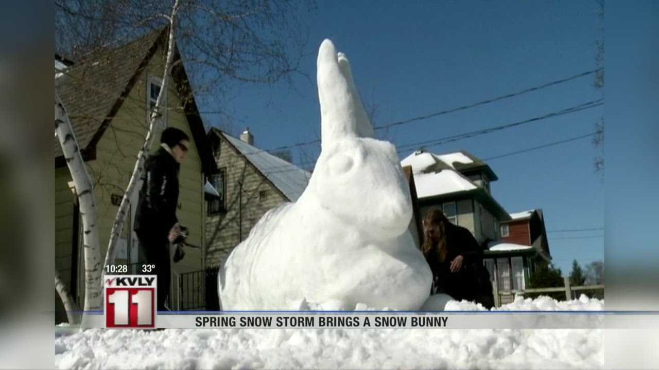 Snow Bunny in Rochester, MN