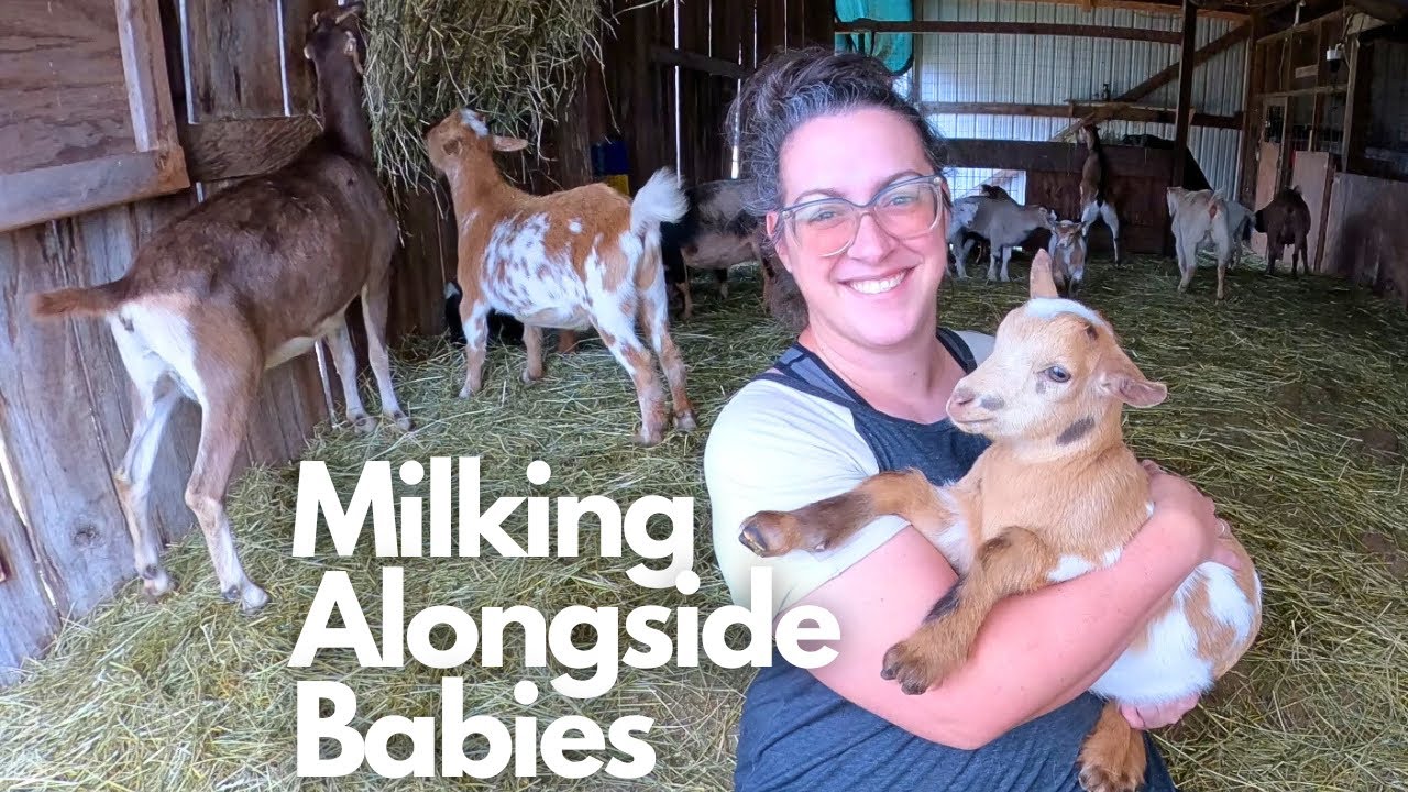 Reasons to Milk Your Goat From Day 1 (After Birth), Even When The Babies Get It All