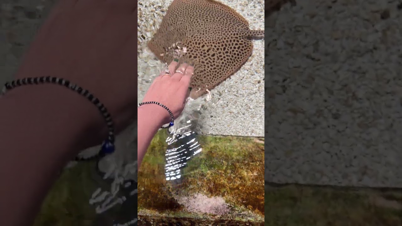 The most intelligent Fish 🐟 | Manta ray fish | #fish