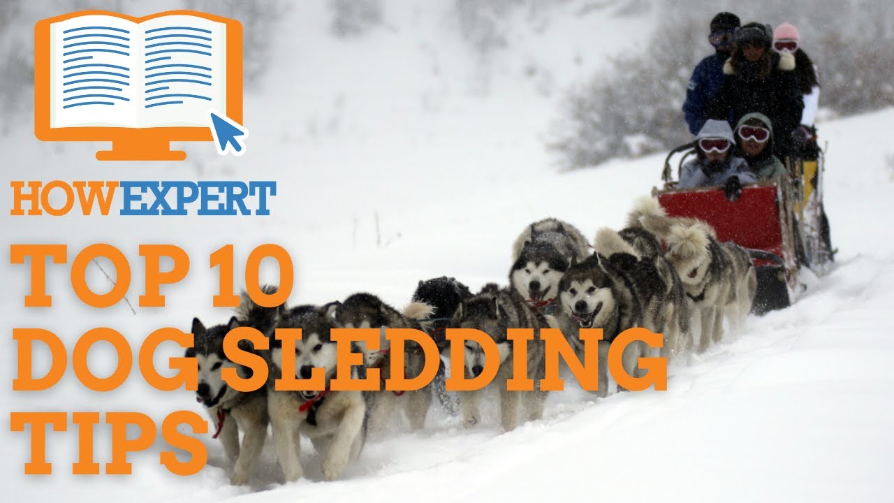 HowExpert Top 10 Dog Sledding Tips - HowExpert
