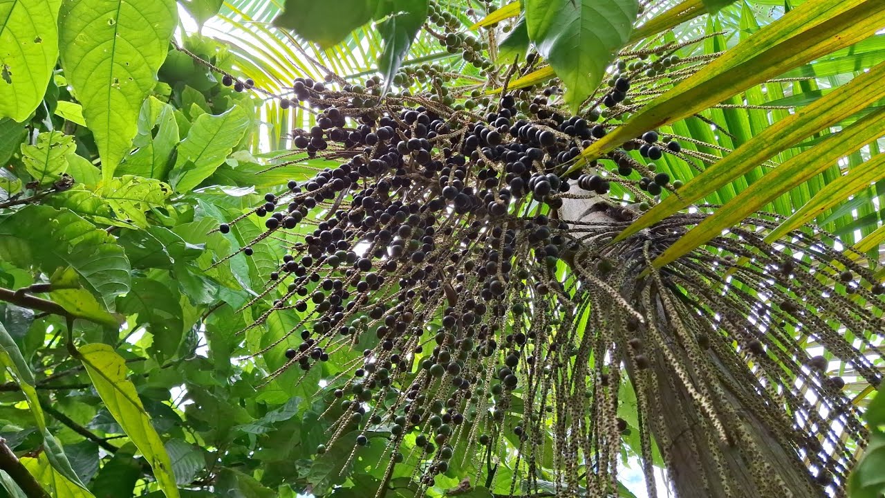 Foi muita risada na colheita do açaí!