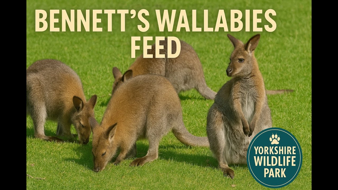 Bennett’s Wallabies Feed – Yorkshire Wildlife Park | Review