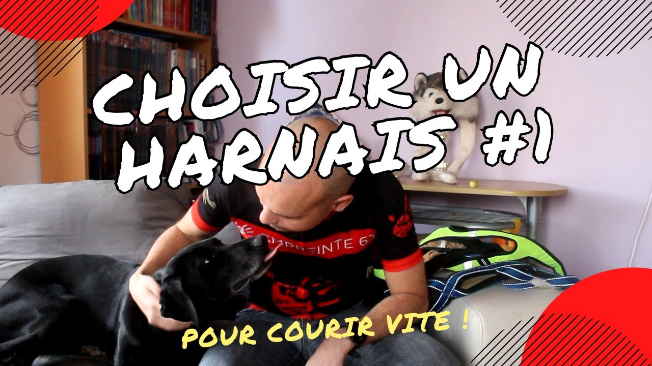 Bien choisir son harnais de canicross #1