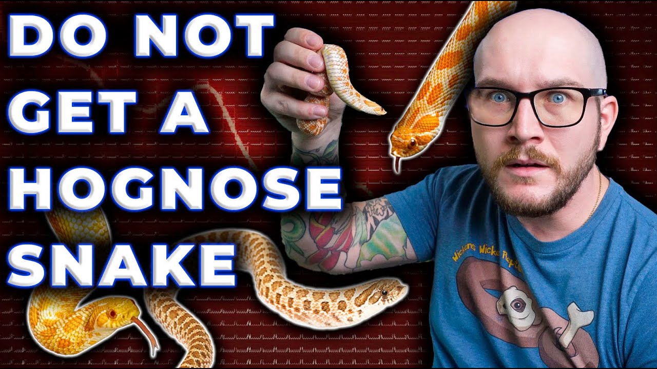 DO NOT Get A Hognose Snake, They Suck! 3 Reasons Why!