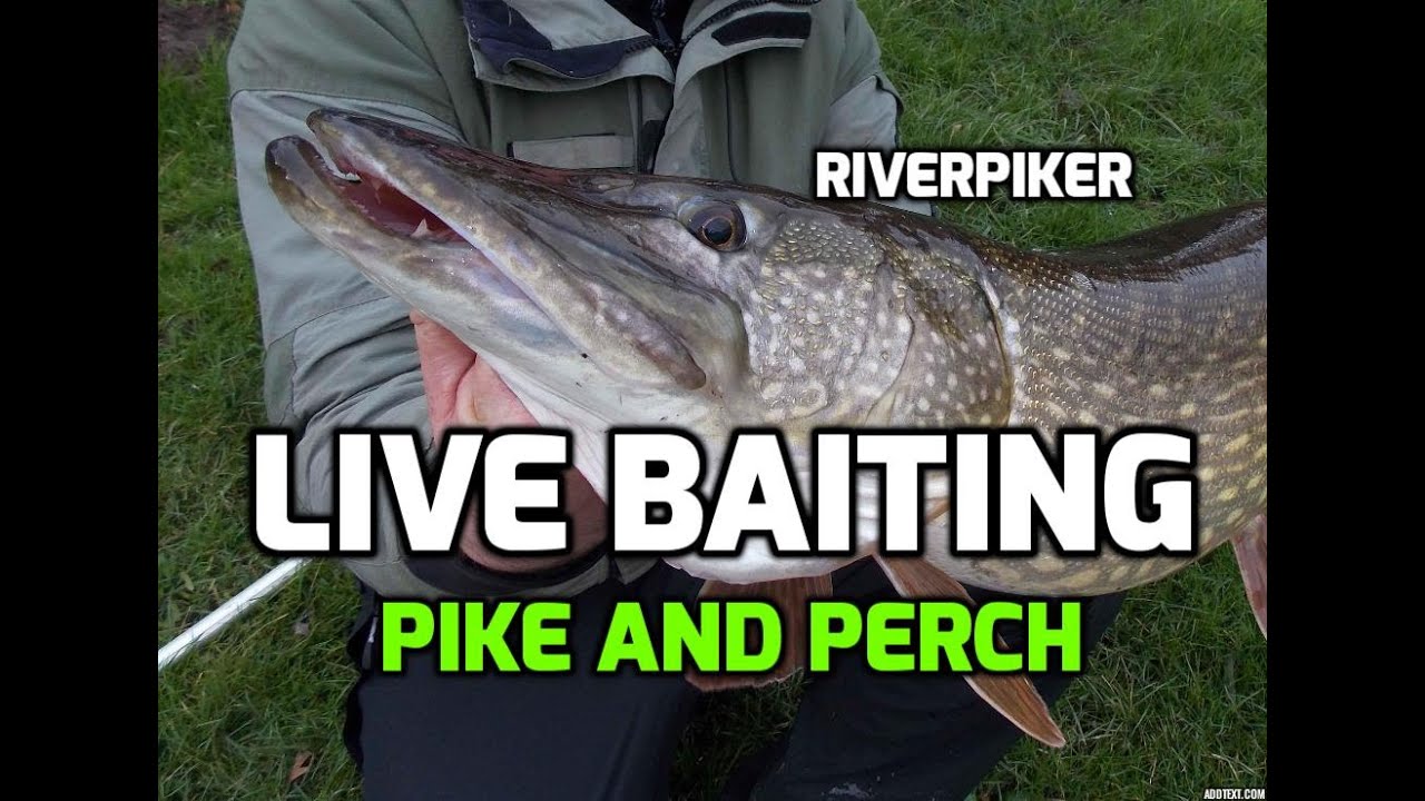 Livebaiting for perch and pike