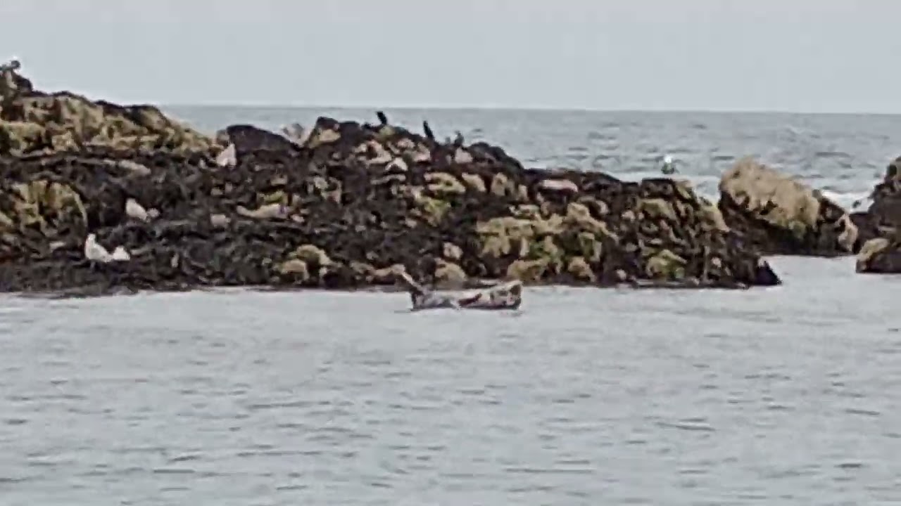 Seacoast Safari part ten