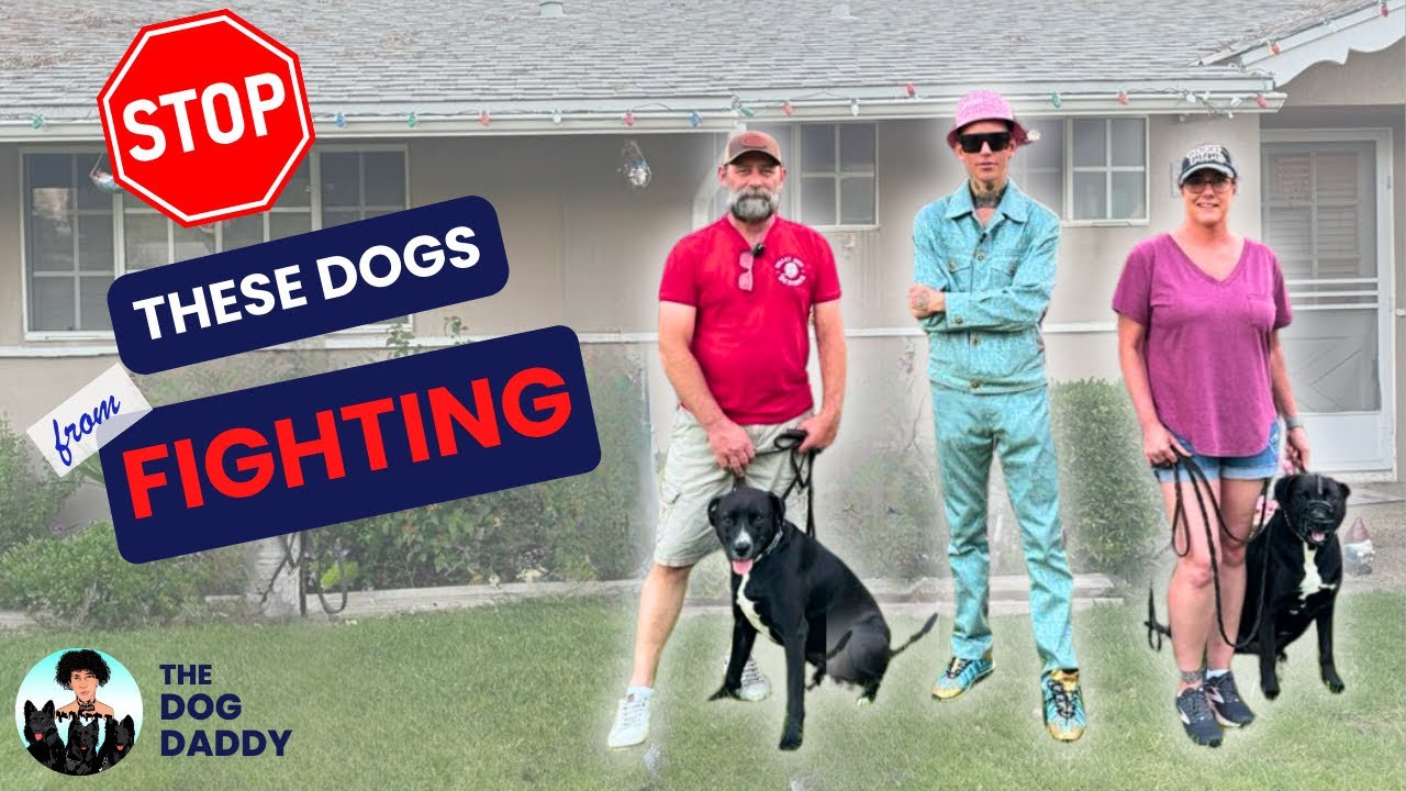 How To Get 2 Dogs From The Same Household To Get Along.