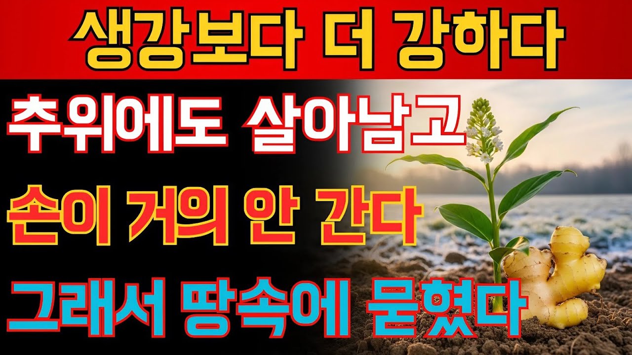 생강보다 더 낫다. 추위에 강하고 손이 안 가는 이 식물, 왜 수십 년간 땅속에 묻혀 있었을까