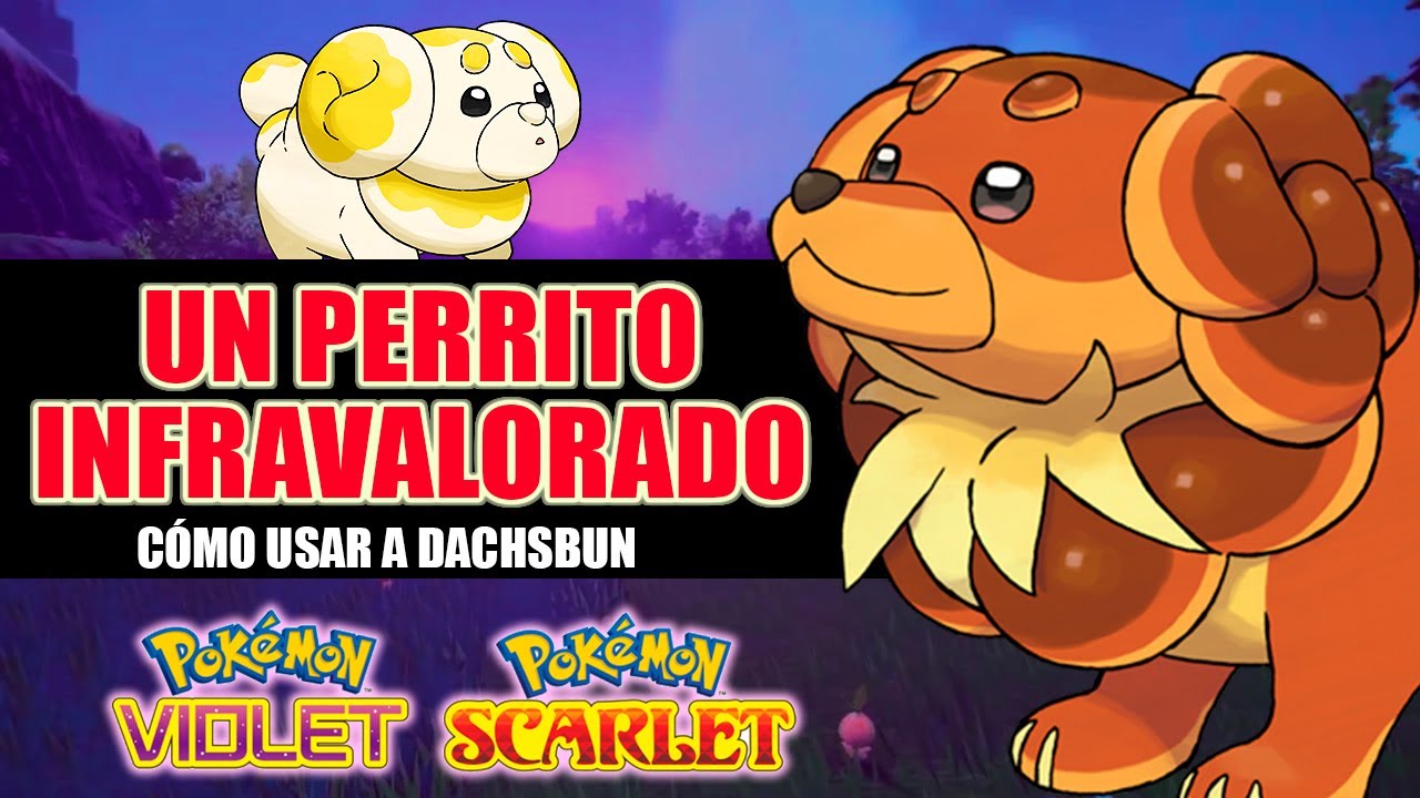 DACHSBUN | Análisis Competitivo y Estrategias en POKÉMON ESCARLATA y PÚRPURA | Scorph