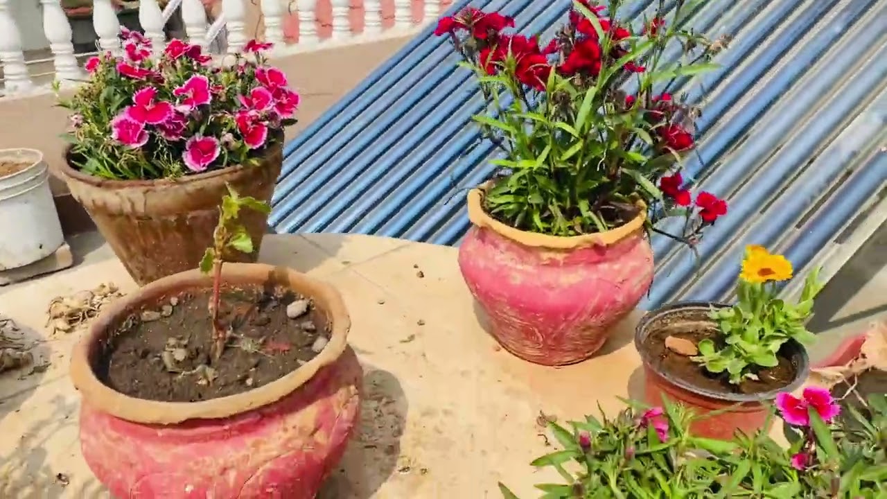 Gharko kam pani garxu ma❤️ ful chorera ma bagaicha banaudaixu❤️