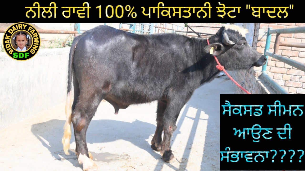 ਮਾਂ ਅਤੇ ਪਿਓ ਵੱਲੋਂ 24 ਕਿਲੋ ਤੋਂ ਬਾਹਰ ਦੁੱਧ ਦੇ ਰਿਕਾਰਡ ਵਾਲਾ ਪਹਿਲਾ ਪੰਜਾਬ ਦਾ ਝੋਟਾ 