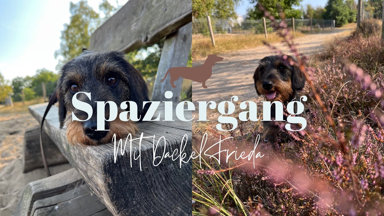 Spaziergang mit Dackel Frieda
