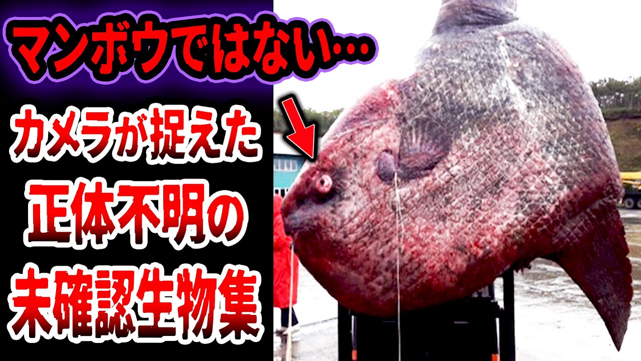 【総集編】マンボウではない…カメラで捉えた正体不明の異形UMAを調査の結果…未だに謎が残る未確認生物たち【ゆっくり解説】【UMA•未確認生物】