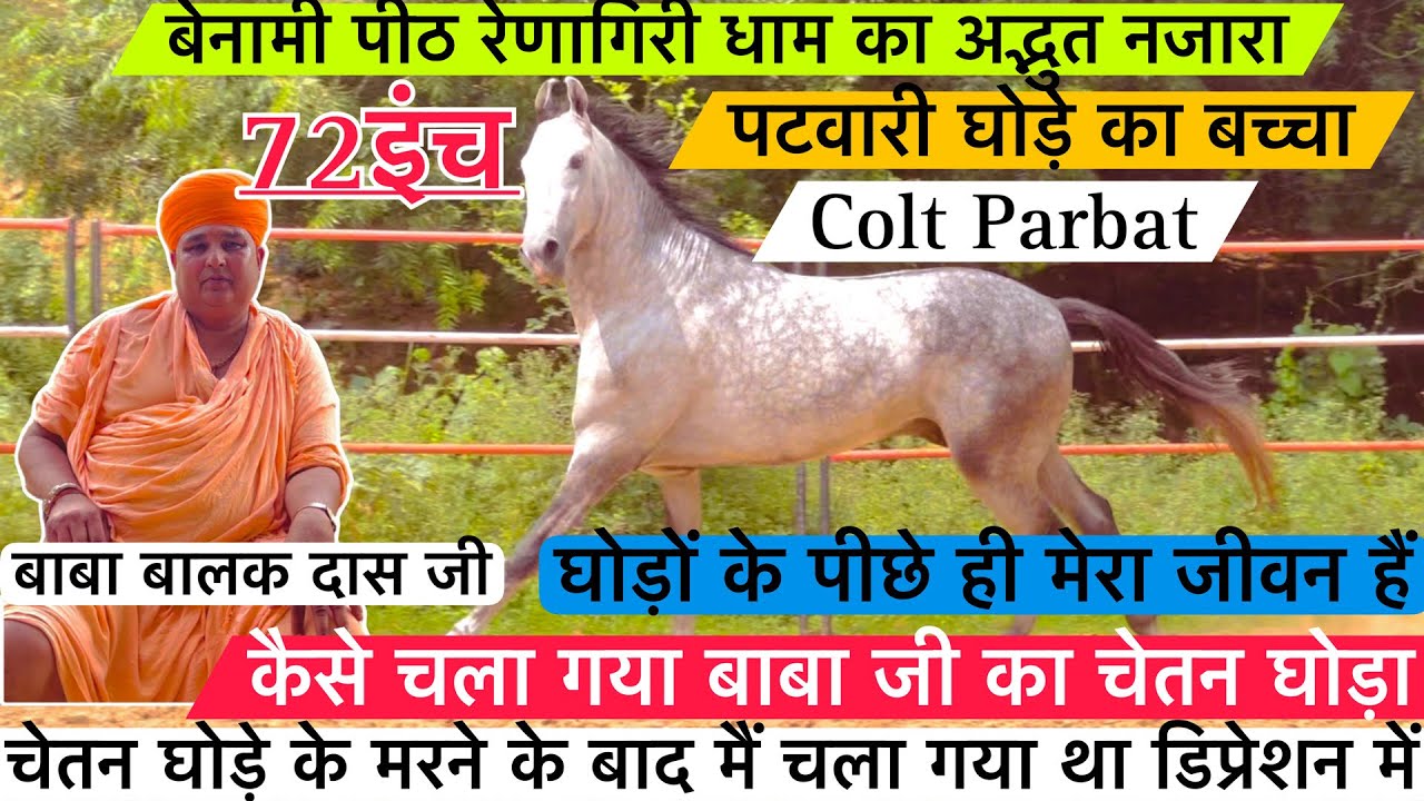 बेनामी पीठ रेणागिरि धाम का बाबा बालक दास जी का पटवारी घोड़े का अद्भुत 72इंच का पर्वत घोड़ा !