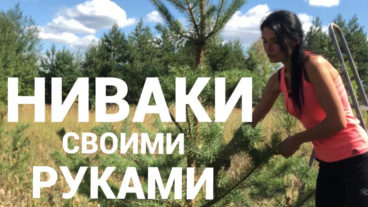 НИВАКИ..СВОИМИ РУКАМИ ИЗ СОСНЫ