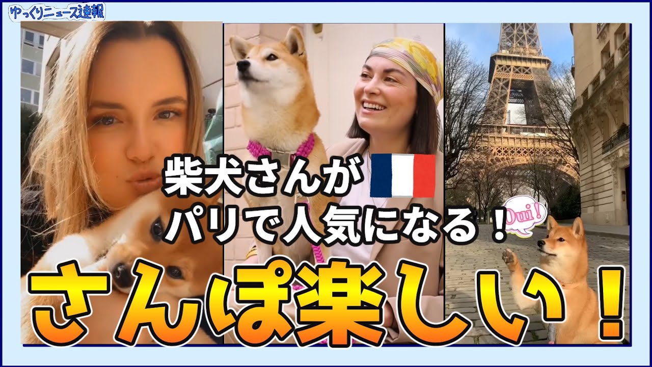 【海外の反応】日本のアニメやマンガの影響で柴犬がパリで人気になる！