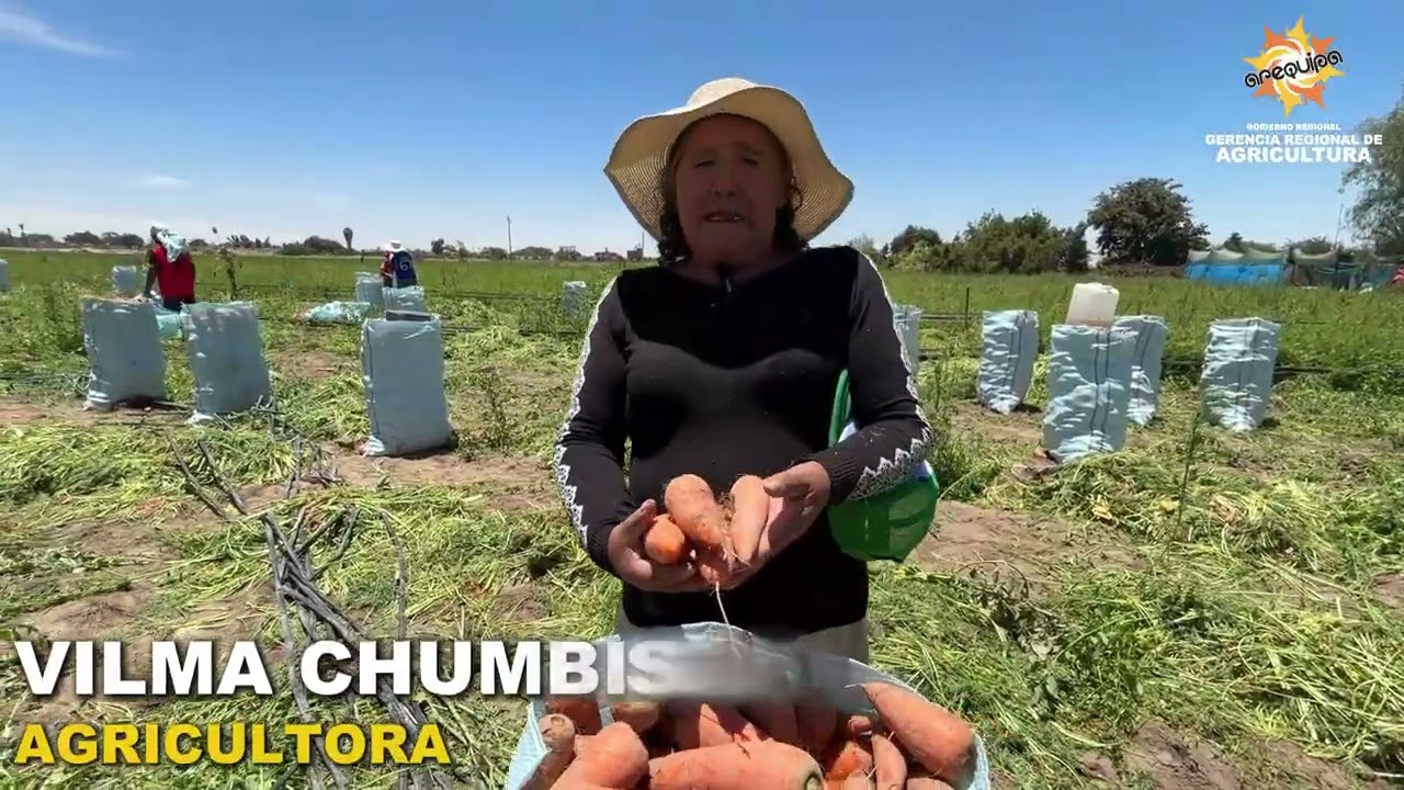 COSECHA DE ZANAHORIAS