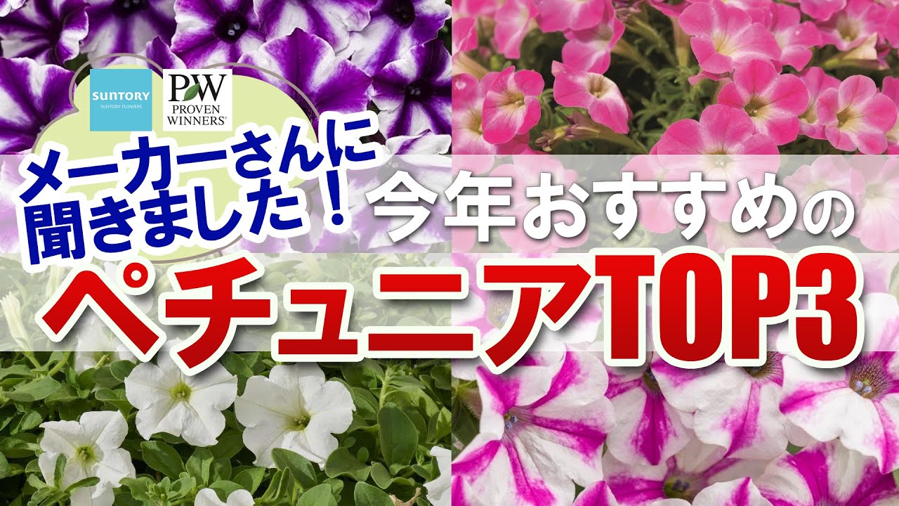 【2023春ペチュニア最新】PWさん・サントリーフラワーズさんがおすすめする、新品種を含むペチュニアTOP３をお聞きしました！カトちゃんねるのおすすめTOP3も紹介します！