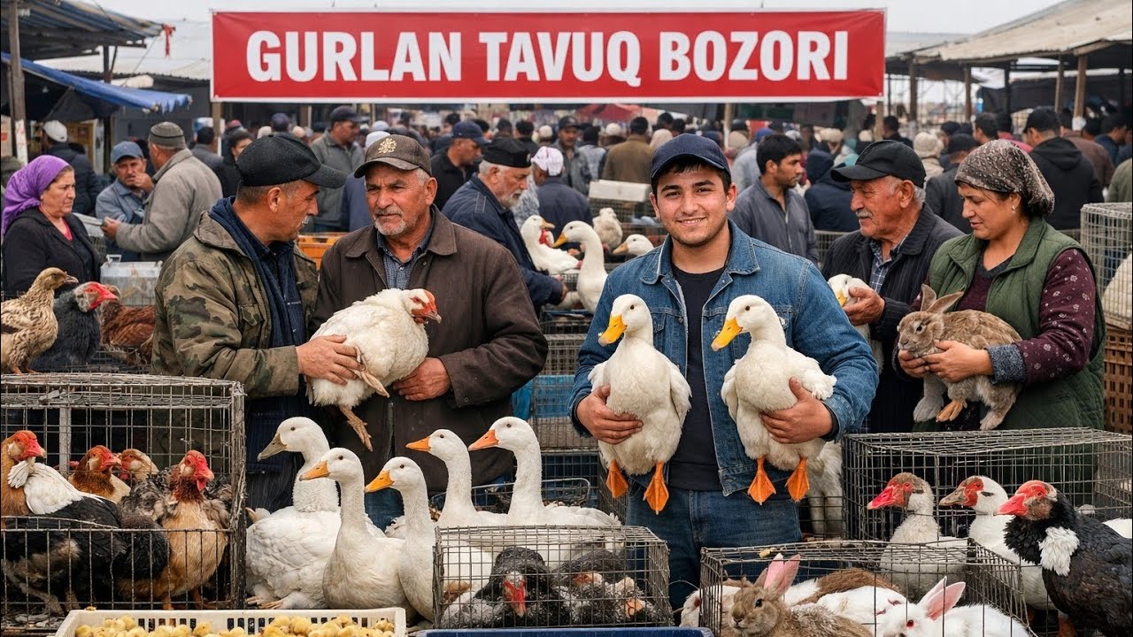 1-MART GURLAN TAVUQ BOZORI YANGI NARXLARDA YANGI VIDEO KO‘RAMIZ Obuna bo‘lishni unutmang ✅♥✈️