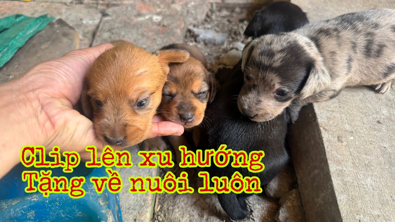 5 Bé 🐶🐶🐶 siêu cute…. Ai nuôi liên hệ nhé.