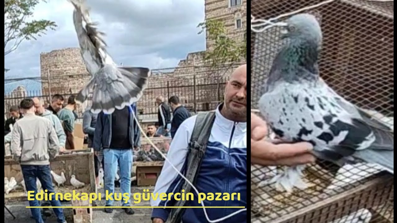 BUGÜN GÜNLERDEN EDİRNEKAPI KUŞ GÜVERCİN PAZARI sabah Yüklenmesi geciken harika güvercin videosu VLOG
