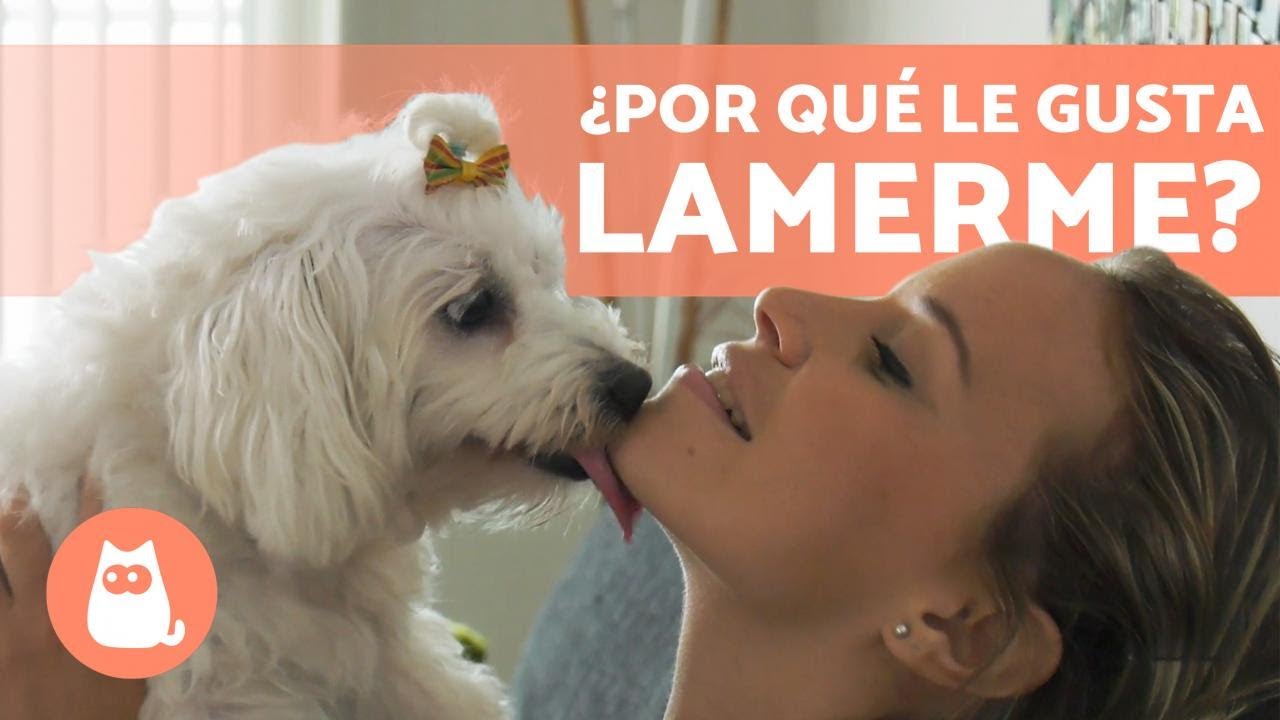 &iquest;Por qu&eacute; mi PERRO me LAME? 🐶👅 (Cara, Pies, Manos y Orejas)