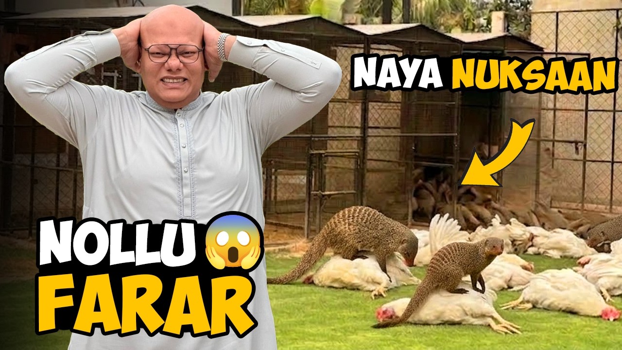 Nollu Qaid Se Farar 😱 Naya Nuqsan 💔 | BT Farm Stories