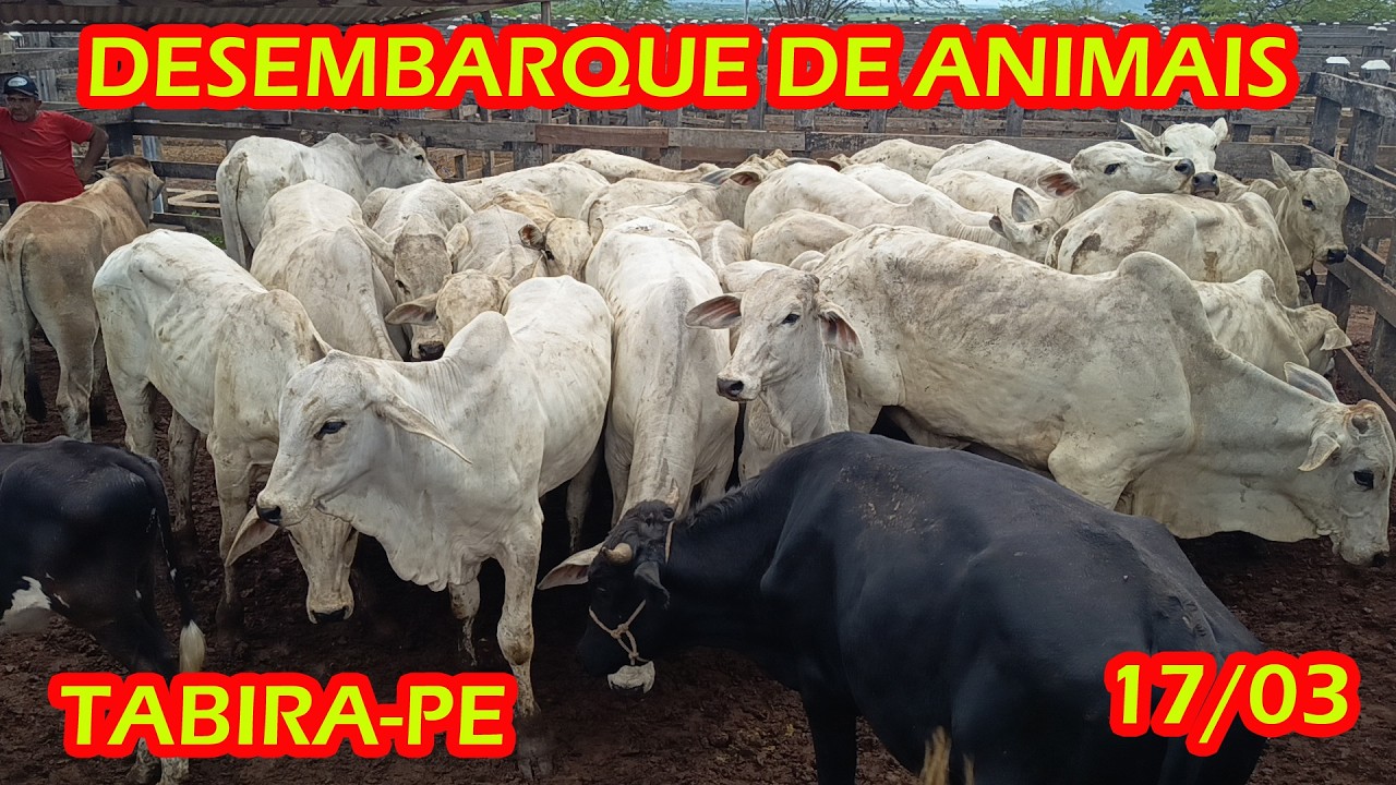 Desembarque de animais de Tabira-PE (17/03/26) Parte 1