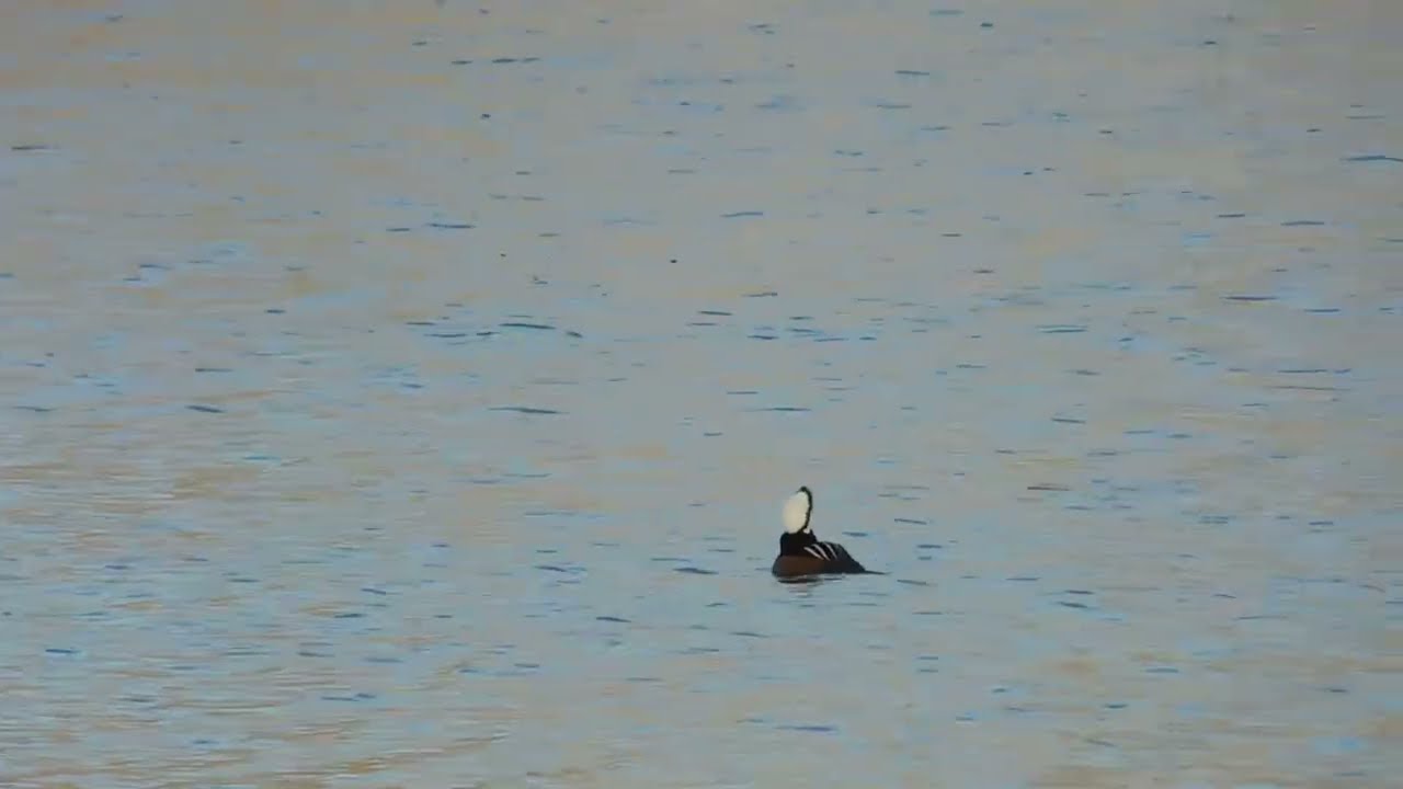 Hooded merganser on sassafras river in Maryland