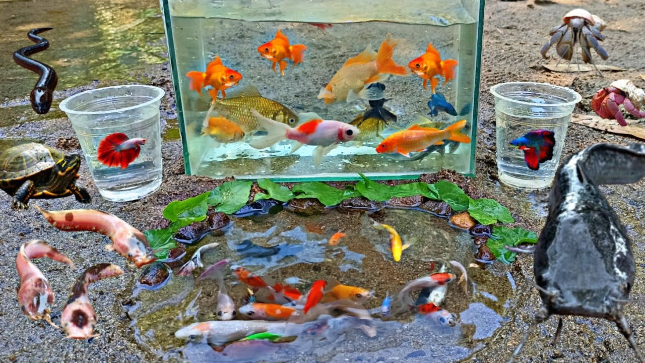 Wow! Tangkap Ikan Hias Warna warni di Sungai, Ada Ikan Cupang, Ikan Lele, Ikan Red Fin Shark, Belut