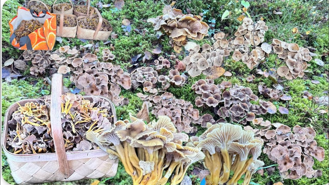 EP #1 🍄23.10.2025 🍄มาแล้วเห็ดดำที่รอคอย ออกเป็นกอๆ เก็บฟินมากๆ เก็บกลุ่มเดี๋ยวเต็มตะกร้า 