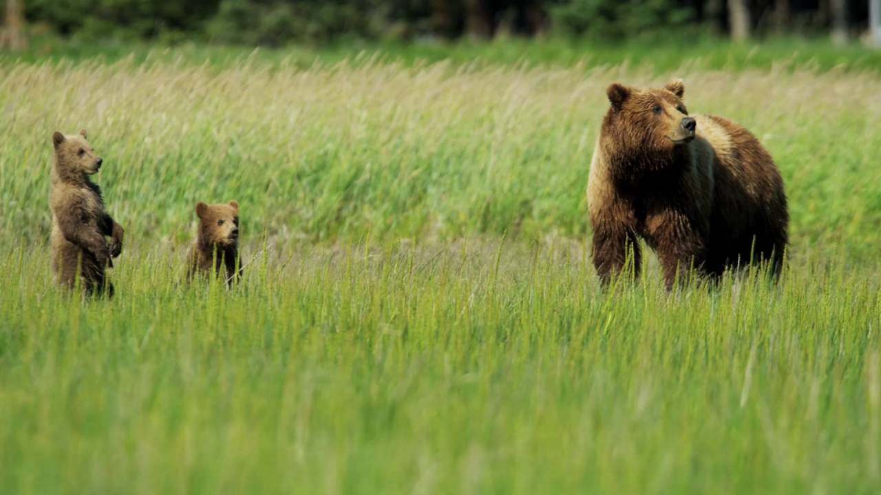 Le grizzli