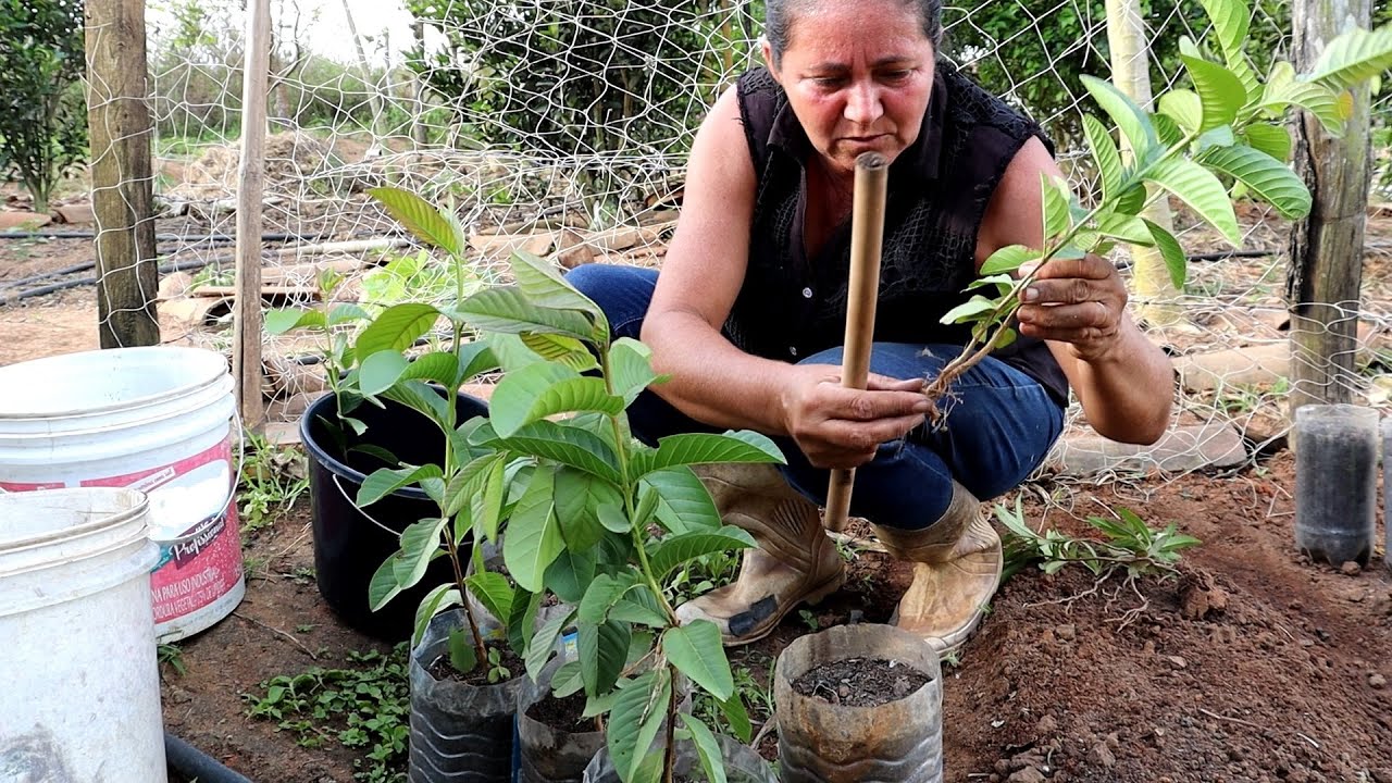 PLANTANDO MUDAS DE GOIABA, AZEITONA E PIMENTÃO