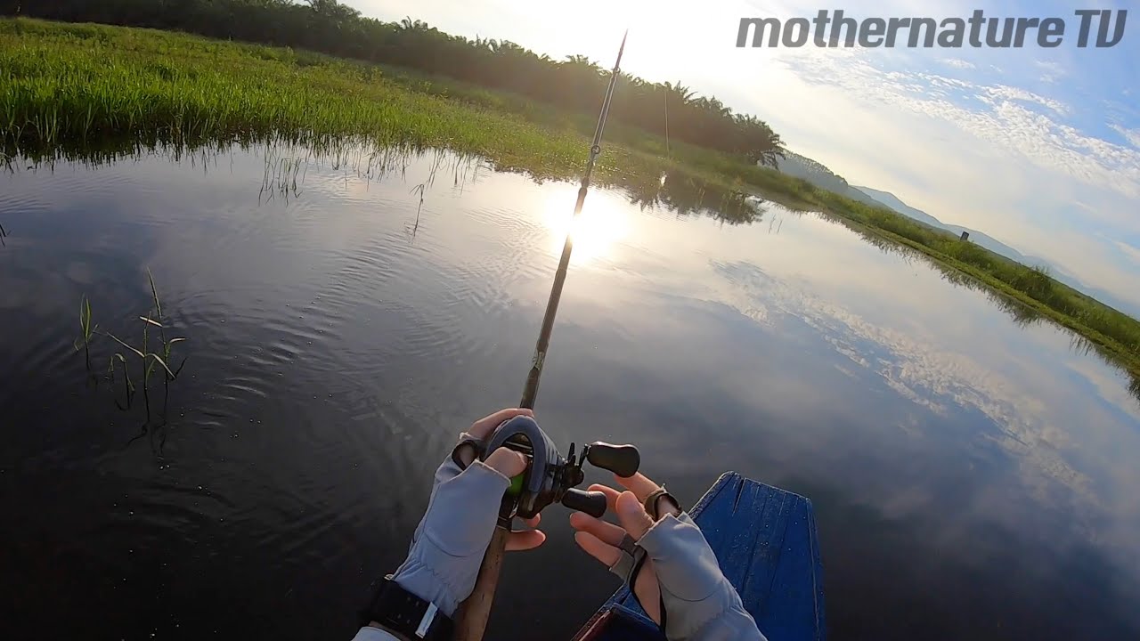 Giant Snakehead Fishing Adventure in Thailand
