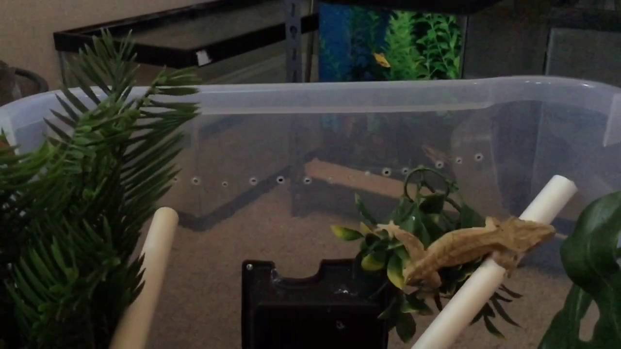 crested gecko jumping in slow motion