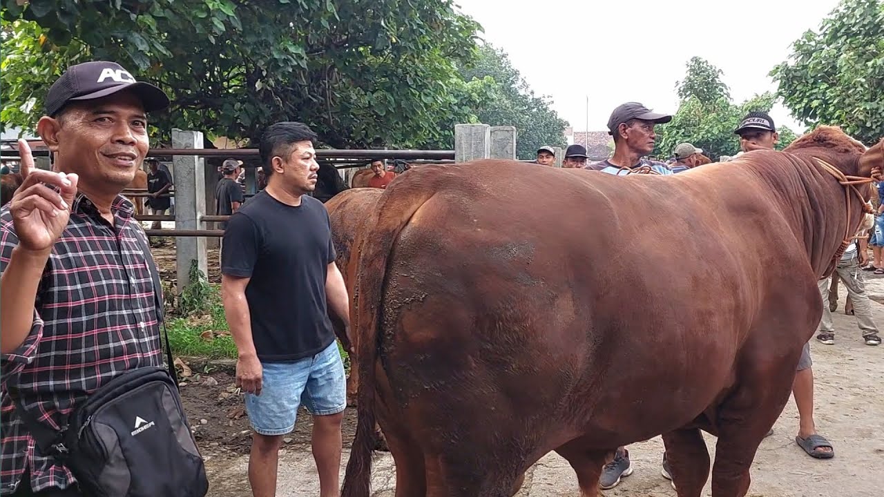 43 JUTA‼️ LIMOUSIN MONSTER DAGING SUPER HARGA MURAH Pasar Sapi Jetis