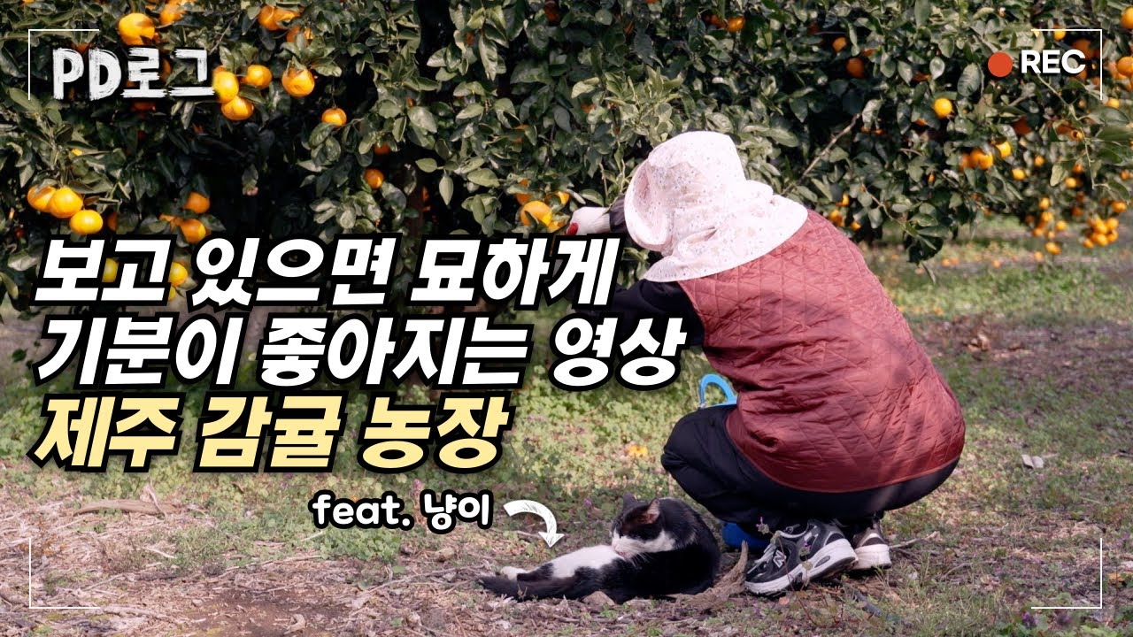 임신했다가 출산한 느낌? 감귤 수확 도전기 | PD로그 | 37화 제주 감귤의 여정, 감귤농장 & 과줄공장 1/2