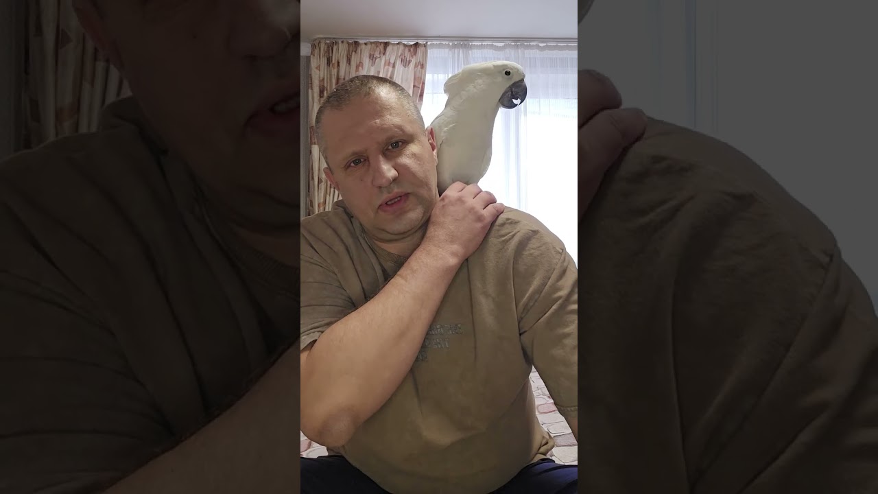 Самоощипывание у попугаев, что это такое, и как с этим бороться.