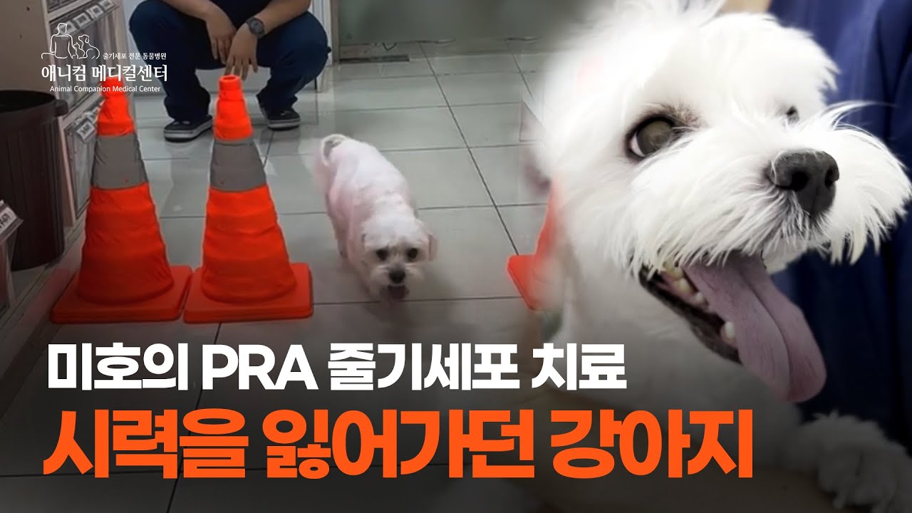 시력을 잃어가던 강아지, PRA(진행성 망막 위축증) 줄기세포 치료 이야기