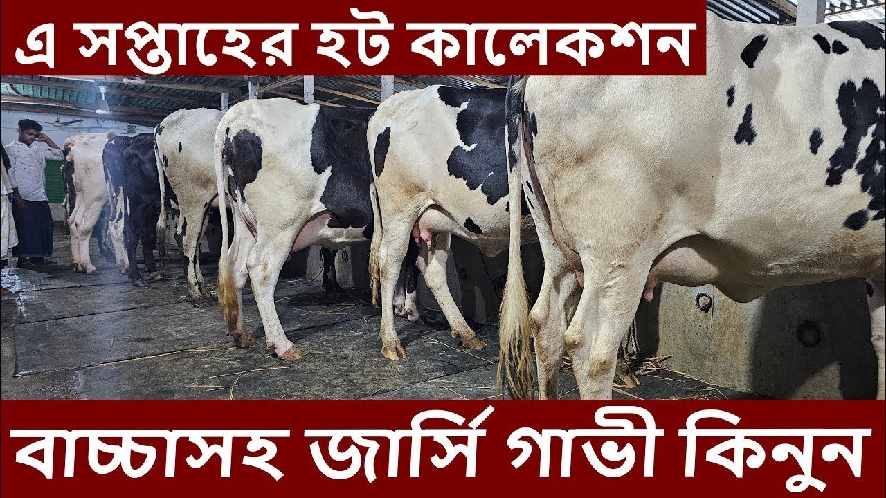 বাচ্চাসহ জার্সি গাভী কিনুন । imo/WhatsApp 01327-905499[১৫৯৮]