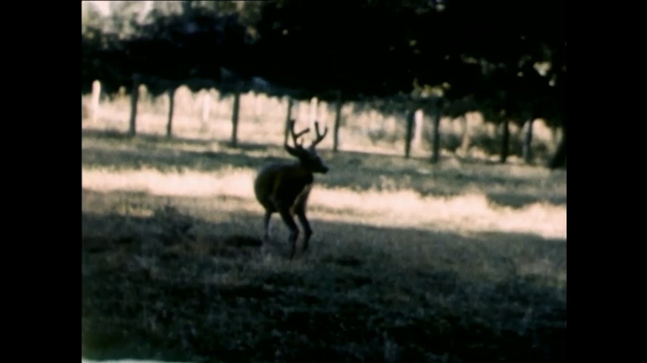 Taster - Sticks And Feathers (music video)