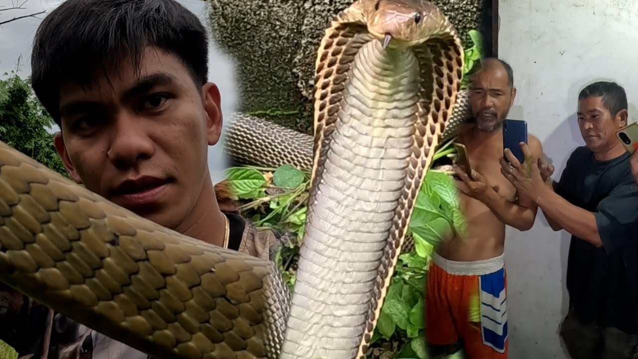 MABAGSIK NA COBRA SA FISHPOND LUMUNGGA