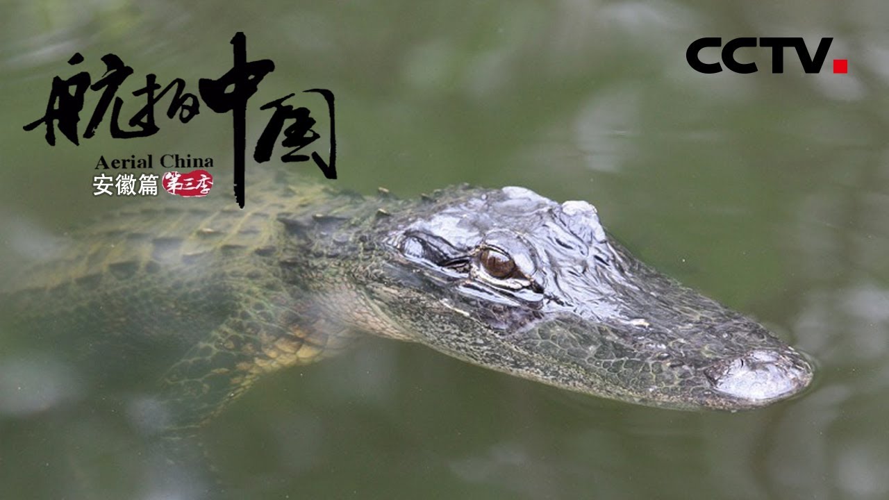 世界上体形最小的鳄鱼 &mdash;&mdash;扬子鳄集体晒太阳呈现另一种壮观场景！《航拍中国》第三季 一同飞越 安徽【CCTV纪录】