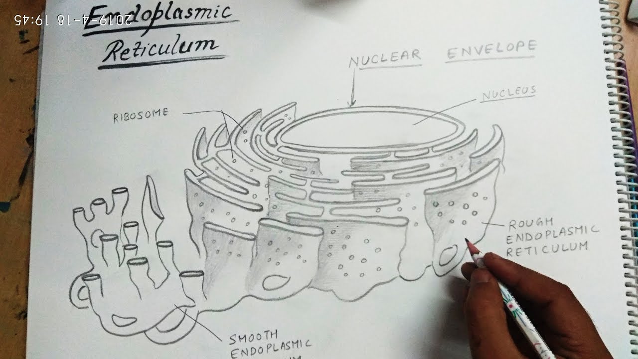 How to draw endoplasmic reticulum