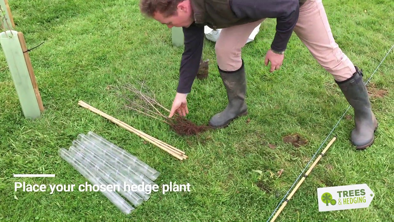 T&H HOW TO plant a double staggered row hedge