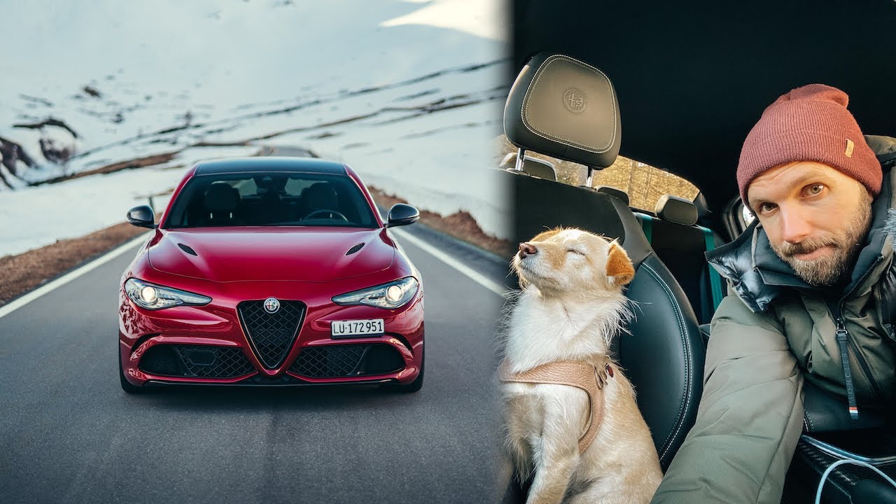 Rescuing A Dog In The Giulia Quadrifoglio!