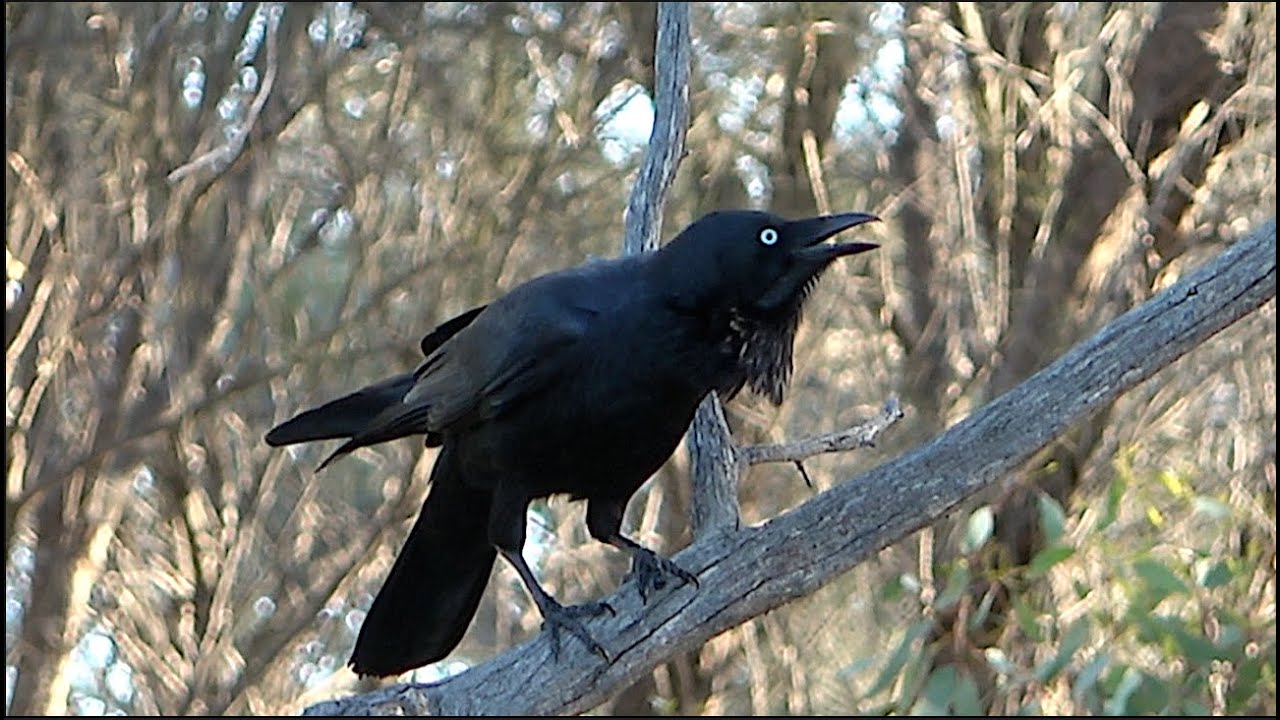 Audio of the Australian Raven calling