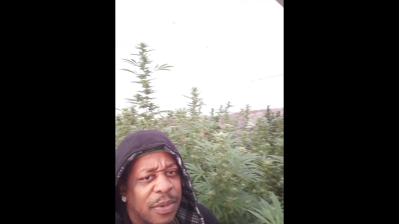 How to grow in a greenhouse...#cannabisgreenhouse #howtogrowcannabis #Smooveonthagrow